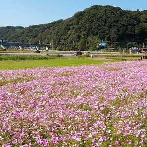 サムネイル画像